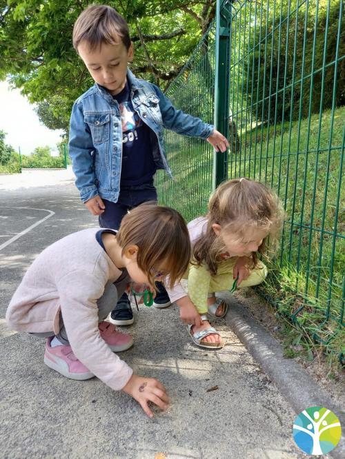 Observons les petites bêtes !